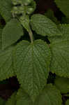 Heartleaf skullcap